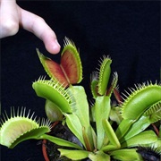 Botanophobia - Fear of Plants