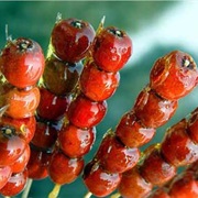 Eat Tanghulu in Beijing