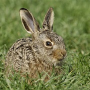 Leveret