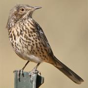 Sage Thrasher