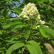 Japanese Red Elder (Sambucus Sieboldiana)