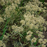 Macela (Achyrocline Satureioides)