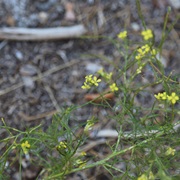 Jim Hill Mustard (Sisymbrium Altissimum)