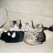 Kittens
