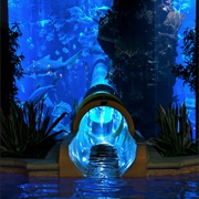 Water Slide Through Shark Tank