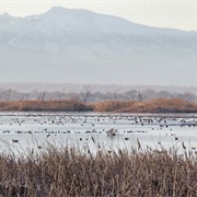 Ogden Bay Waterfowl Management Area, Utah