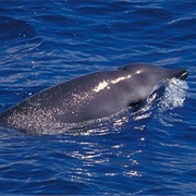 Gervais Beaked Whale