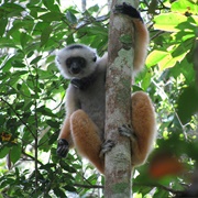 Analamazaotra Special Reserve, Madagascar