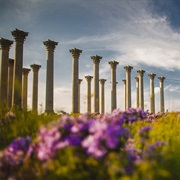 United States National Arboretum