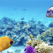 Great Barrier Reef - Australia