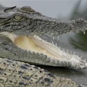 Crocodiles Are Colour Blind