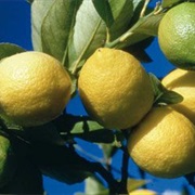 Menton Lemon