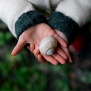 Collect the Houses of Snails