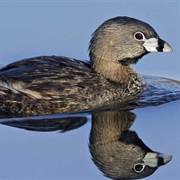 Pied-Billed Grebe