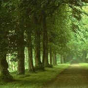 Dendrophobia - Fear of Trees