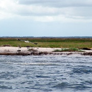 Swanquarter National Wildlife Refuge