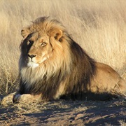 See the 'Big 5' in Africa