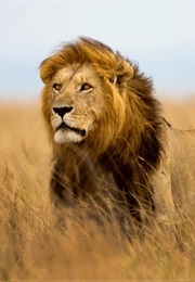 Who's Who in Animal Land (1944)