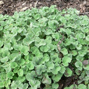 White Horehound (Marrubium Vulgare)