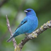 Indigo Bunting