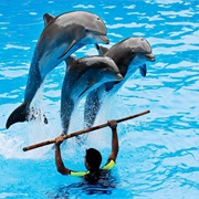Dolphin Show