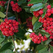 Small Red Apple (Syzygium Fibrosum)