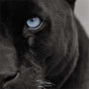 Zoophobia – the Fear of Animals