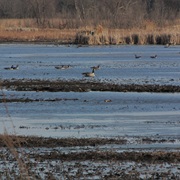 Kingsbury Fish and Wildlife Area, Indiana