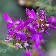 Purple Prairieclover (Dalea Lasiathera)