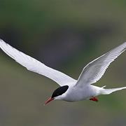 Arctic Tern