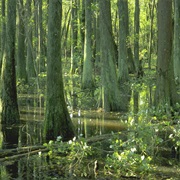 Great Cypress Swamp