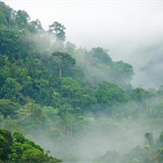 Hiking Through the Congo Rainforest on Earth Day