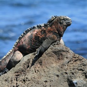 Iguana Spotting in the Galápagos