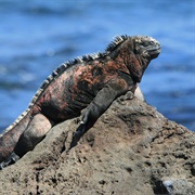 Iguana Spotting in the Galápagos