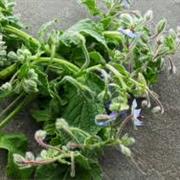 Borage