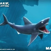 Mako Shark