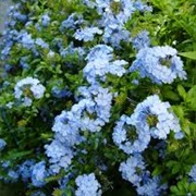 See Blue Plumbago