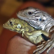 Sister Isles Rock Iguana