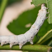 Silkworm