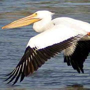 American White Pelican