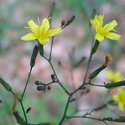 Wall Lettuce (Lactuca Muralis)