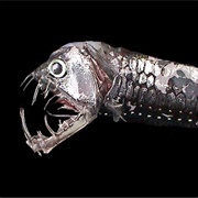Pacific Viperfish