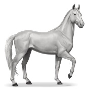 Akhal-Teke - Light Gray