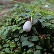 Creeping Snowberry (Gaultheria Hispidula)