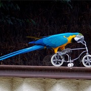 Bicycling Parrot