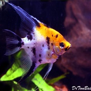 Tropical Angelfish