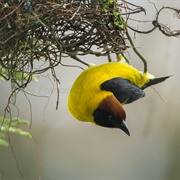 Bates's Weaver