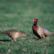 Taiwan Pheasant