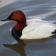Canvasback