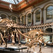 Natural History Museum Berlin